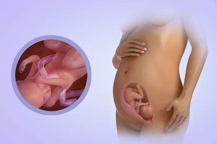 روند رشد جنین در سه ماهه دوم و سوم بارداری