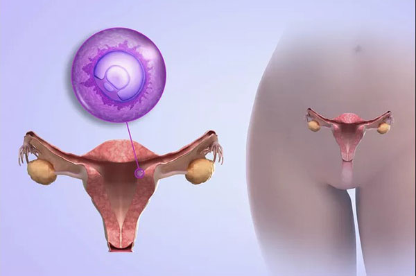 روند رشد جنین در سه ماهه اول بارداری