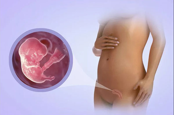 روند رشد جنین در سه ماهه اول بارداری